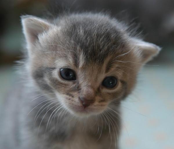 Como fazer meu gato bebê parar de chorar