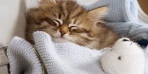 Como fazer um filhote de gato dormir