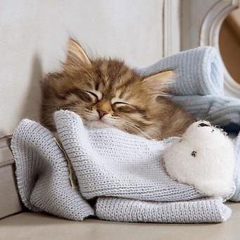 Como fazer um filhote de gato dormir