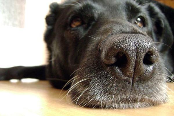 Como desentupir o nariz de um cachorro - Passo 2