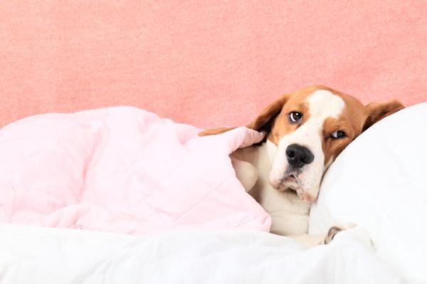 Como desentupir o nariz de um cachorro - Passo 3