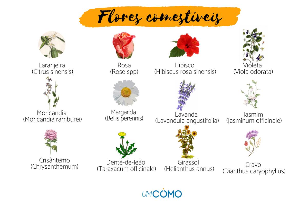 Flores comestíveis: nomes, características e usos