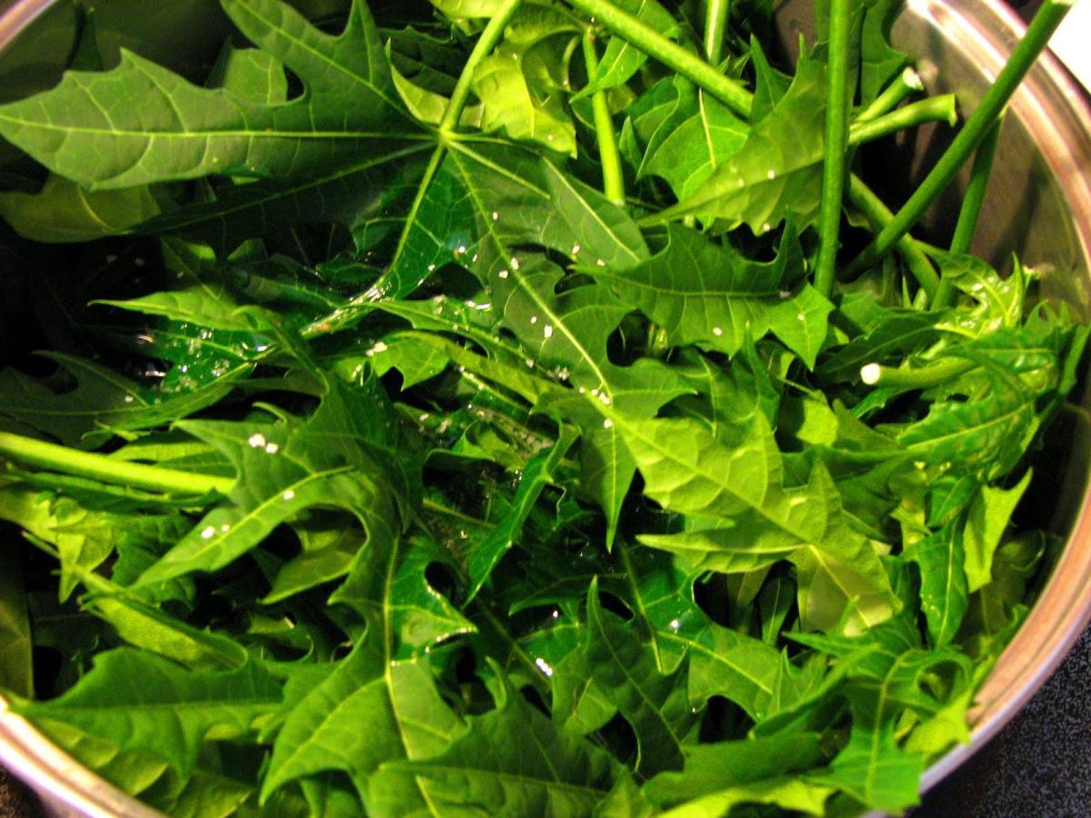 Contraindicações da erva chaya