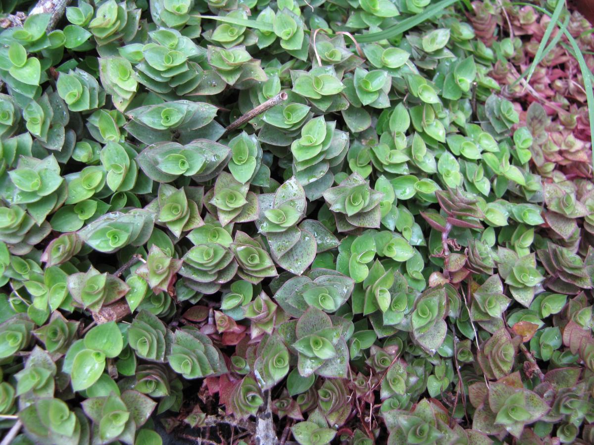 Dinheiro-em-penca: como plantar e cuidados - Planta da fartura!