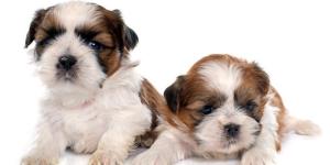 Quantos filhotes pode ter um Shih tzu