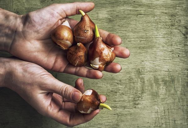 Como plantar flor Angélica - Como cultivar flor angélica