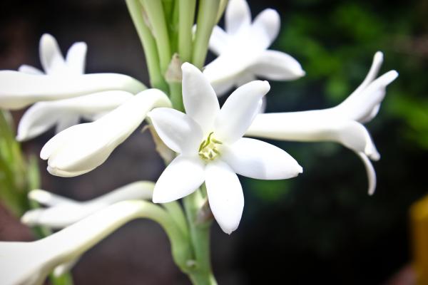 Como plantar flor Angélica