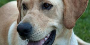 Como eliminar as pulgas dos animais domésticos