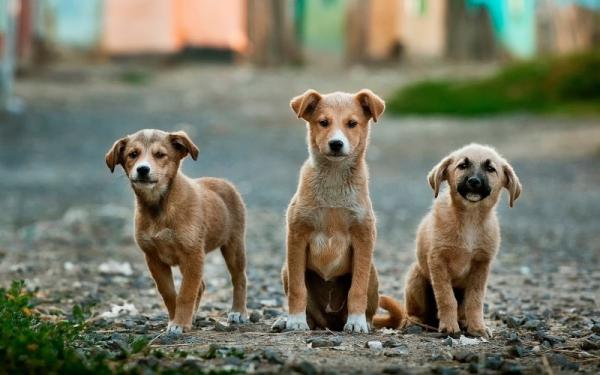 Como saber se o cachorro vai ficar grande
