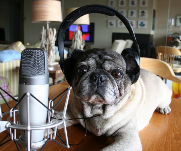 Como saber se o cachorro vai ficar grande - Proveniência do cachorro - Vira-lata ou raça pura?