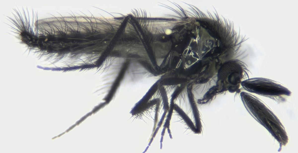 Como tratar picadas de maruim