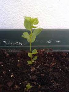 Como plantar Damasco - Passo 1