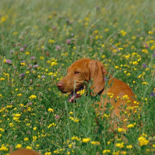 Posso dar camomila para meu cachorro? - A camomila e o efeito que tem nos cachorros
