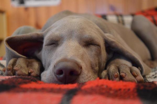 Posso dar camomila para meu cachorro? - Camomila para a ansiedade e o estresse