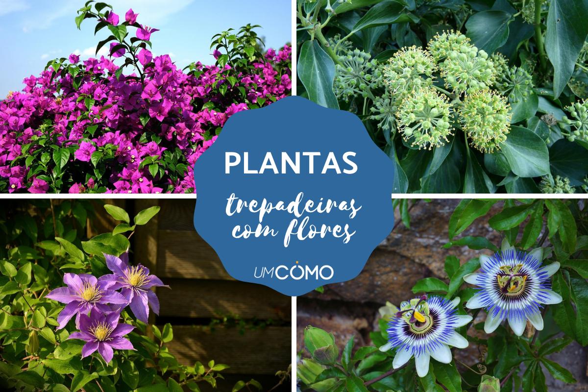 Plantas trepadeiras com flores