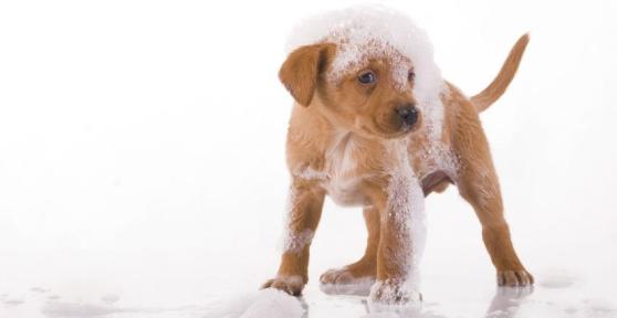 Como fazer xampu caseiro para cachorro