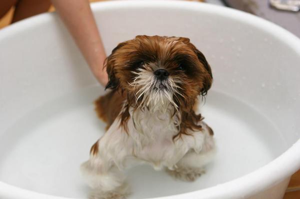 Como fazer xampu caseiro para cachorro - Passo 1