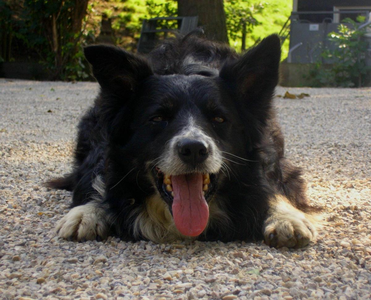 O que fazer se o meu cachorro tiver Leishmaniose
