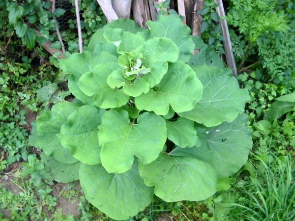 Como plantar bardana - Passo 1