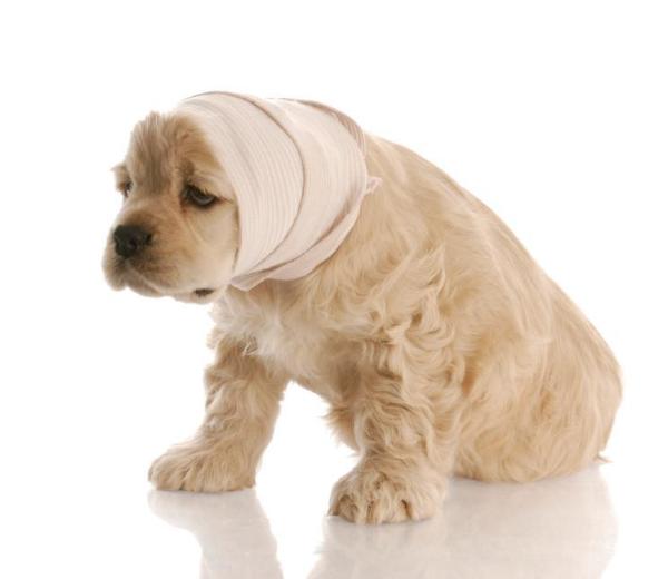 O que fazer se encontrar um cão ferido