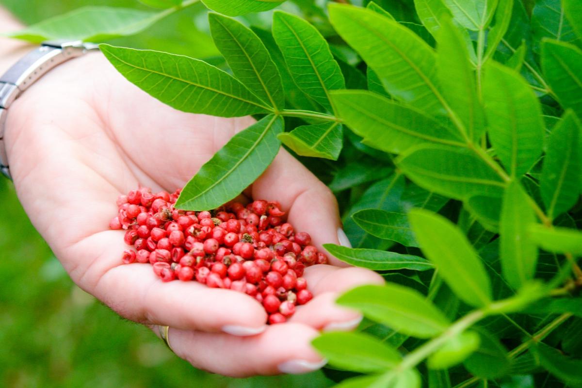 Como plantar aroeira