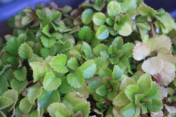 Quais são as melhores plantas da sorte - Planta do dinheiro