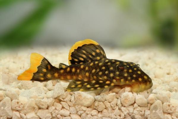 Como saber se o meu peixe está doente