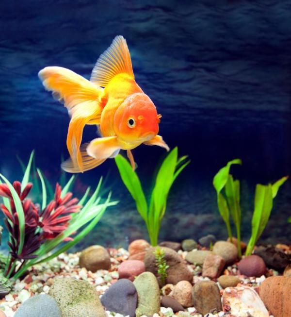 Como saber se o meu peixe está doente - Passo 1