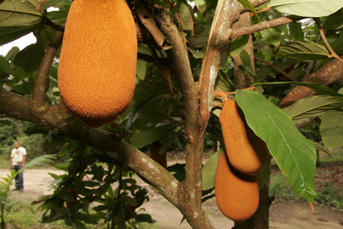 Como plantar cupuaçu