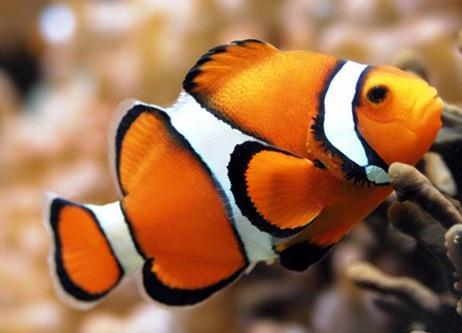 Quais são os melhores peixes para limpar o meu aquário