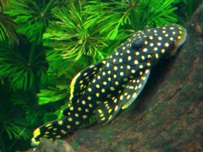 Quais são os melhores peixes para limpar o meu aquário - Passo 3