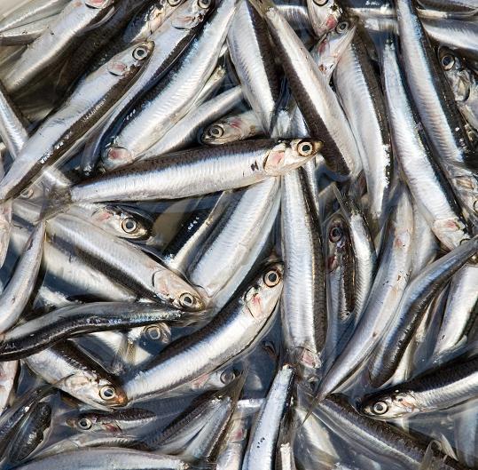 Quais são os peixes com menos mercúrio - Quais são os peixes com menos mercúrio: anchovas