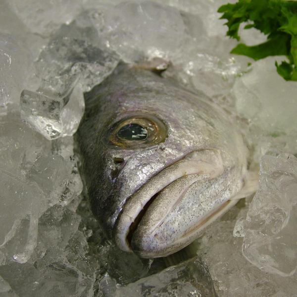 Quais são os peixes com menos mercúrio - Quais são os peixes com menos mercúrio: merluza