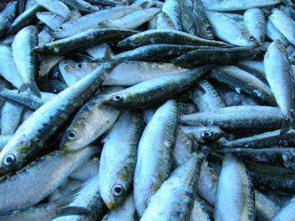Quais são os peixes com menos mercúrio - Quais são os peixes com menos mercúrio: sardinhas