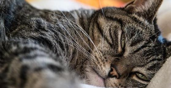 Remédios caseiros para a diarreia em gatos