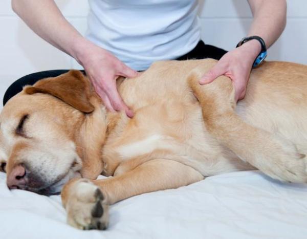 Remédios caseiros para a artrite canina - Passo 8