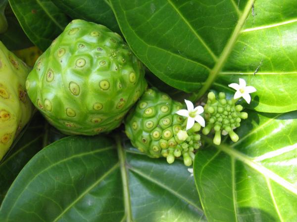 Como fazer chá de noni para emagrecer - propriedades e contraindicações