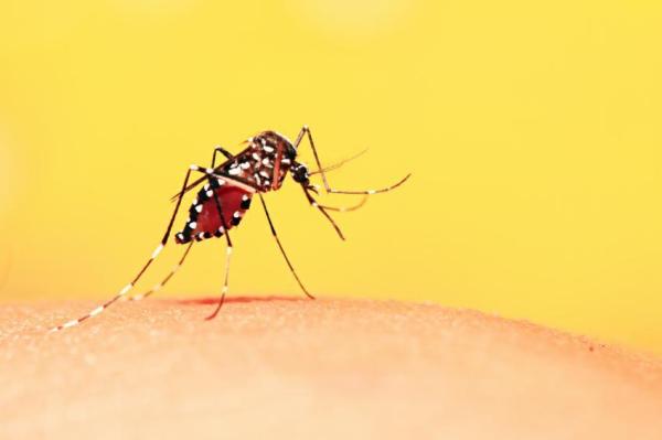 Como limpar telas mosquiteiras - Passo 6