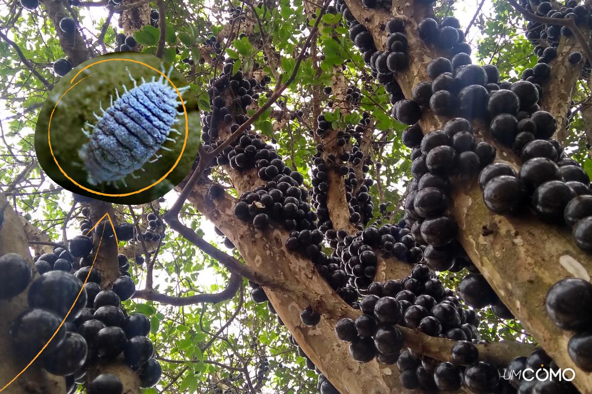 Como tratar cochonilha na jabuticabeira