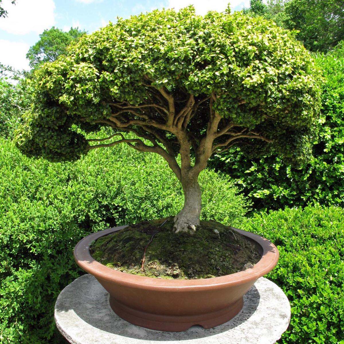 Como fazer um bonsai a partir de uma semente