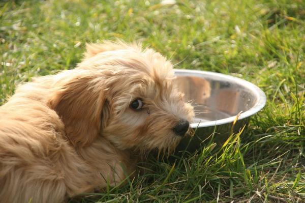 O que fazer se meu cão não quer beber água