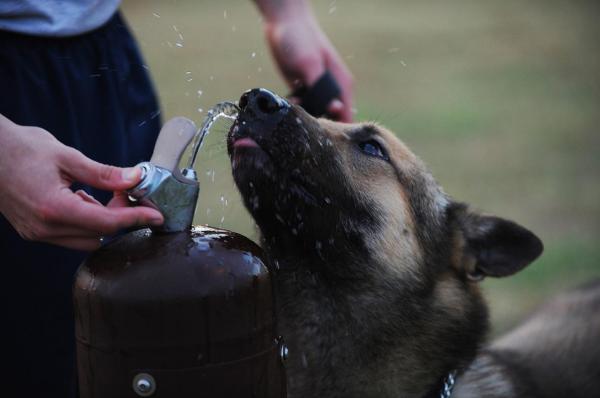 O que fazer se meu cão não quer beber água - Passo 4