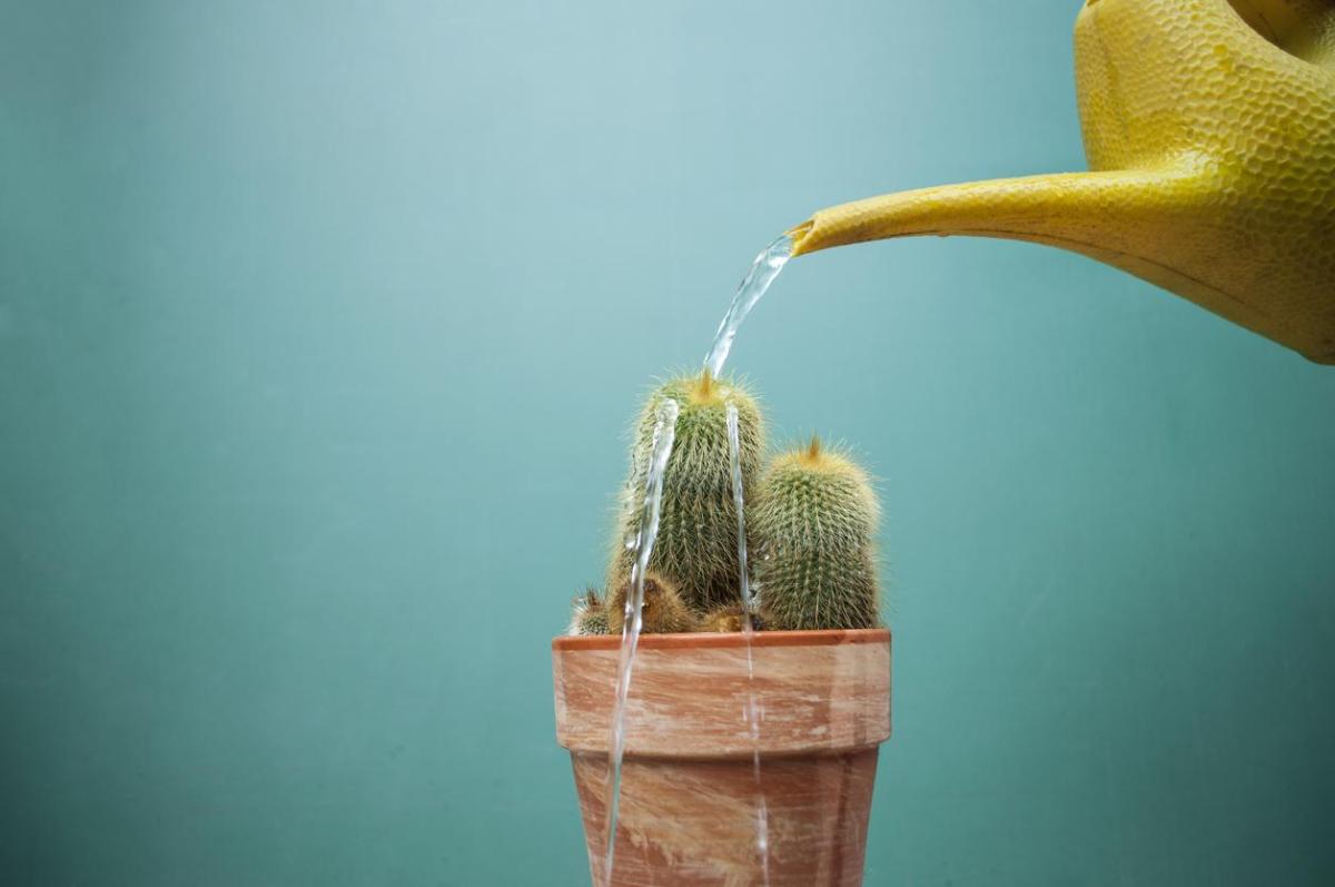 Como regar cactos