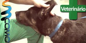 Como limpar as orelhas do cachorro
