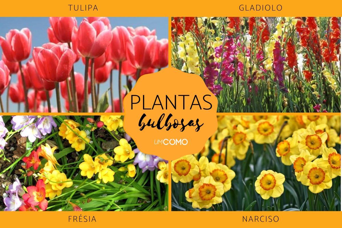 Plantas de bulbos: fotos e nomes