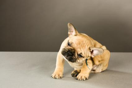 Como tratar a dermatite do meu cachorro