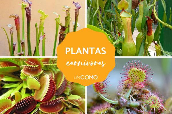 Tipos de planta carnívora
