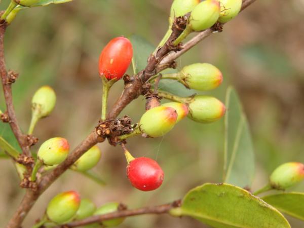 Catuaba: para que serve e como usar