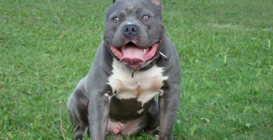 Como cuidar de um American Bully