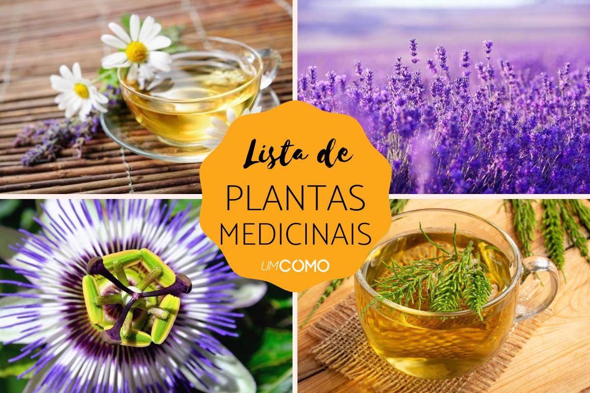 Nomes de plantas medicinais: propriedades e usos